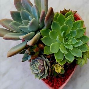 Meet your Posher, Soraya